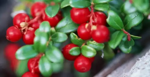 Deoxyarbutin Powder: Skin Lightening's Future